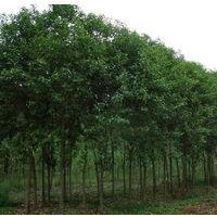 供應(yīng)蜀檜、櫸樹、木槿、意楊、火棘、龍柏、鋪地柏