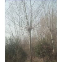 山東法桐基地15公分法桐價(jià)格10公分法桐價(jià)格