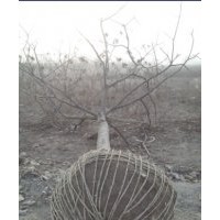 山東白蠟價(jià)格 山東白蠟信息白蠟樹(shù)苗價(jià)格行情