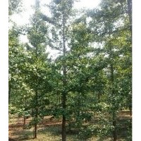 10公分銀杏樹銷售