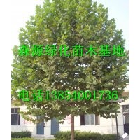 供應(yīng)國槐-法桐-白蠟-合歡-確保成活率規(guī)格齊全