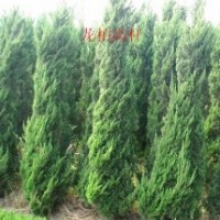 大量供應(yīng)龍柏高桿