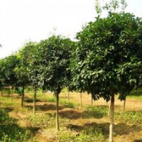 2014年熱銷：5公分桂花，8公分桂花，10公分桂花