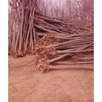供應(yīng)國槐，法桐