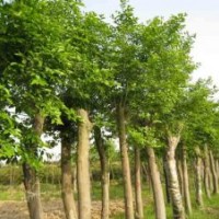 大量供應(yīng)1公分、2公分、3公分樸樹苗