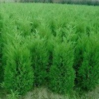 批發(fā)15-250公分塔柏（蜀檜）、龍柏，北京檜