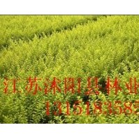 直銷：佛甲草、紅葉小檗、金葉女貞、劍麻