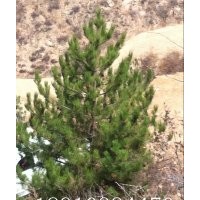 供應(yīng)油松出售3.5米到8米不同規(guī)格的油松苗