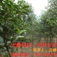 最新大葉女貞苗木價(jià)格