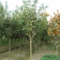 8公分大葉女貞價(jià)格