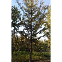 大量供應18公分銀杏實生樹