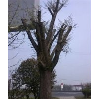 供應(yīng)80公分分枝截桿嫁接銀杏，直徑35公分