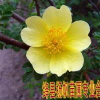 供應(yīng)黃刺玫價格，黃刺玫圖片，黃刺玫詳細(xì)介紹，黃刺玫用途