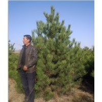 供應(yīng)1米樟子松