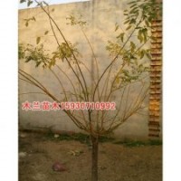 金枝槐低價(jià)格河北木蘭苗木種植基地