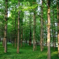 水杉價(jià)格信息報(bào)價(jià)