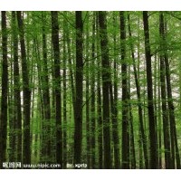 15公分水杉樹價格