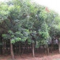 雞冠刺桐 福建雞冠刺桐 漳州雞冠刺桐 福建漳州雞冠刺桐供應(yīng)求購