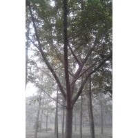 長期供應18公分銀杏嫁接樹