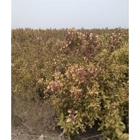 大量供應紅王子錦帶4分之以上