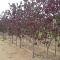 紅葉碧桃4-5、京桃4-5、金葉白蠟3-6、紅寶石海棠3-6、蜀檜1-3米