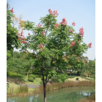 供應(yīng)15公分全冠欒樹