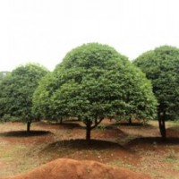 12公分桂花樹 15公分桂花樹價格 湖南移栽桂花樹