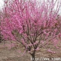 榆葉梅 3公分榆葉梅 4公分榆葉梅 5公分榆葉梅