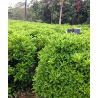 非洲茉莉供應(yīng) 量大