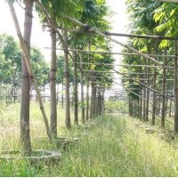 人面子供應(yīng) 量大