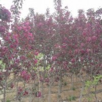 蜀檜、金葉白蠟、紅葉碧桃、北美海棠、紅寶石海棠