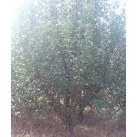 13-15公分京紅海棠樹