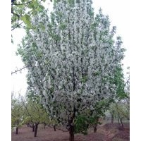 15公分八棱海棠樹