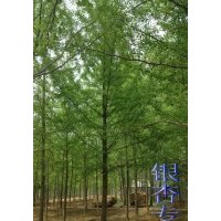 銀杏樹-山東基地