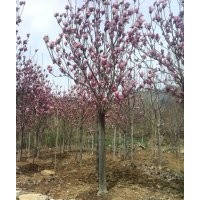 供應(yīng)紅玉蘭、紫玉蘭、廣玉蘭、望春玉蘭、白玉蘭、黃玉蘭等