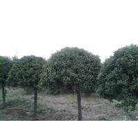 供應(yīng) 大小綠化苗木 桂花樹(shù)