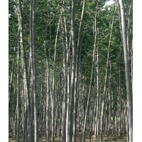 中信苗木供應(yīng)6-10公分毛白楊