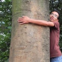 供應(yīng)全冠移栽樸樹 單桿和叢生滁州