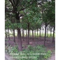 江蘇無錫玉祁鎮(zhèn)供應(yīng)10公分-20公分香樟樹約600顆。