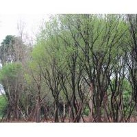 陜西西安茶條槭 蒙古櫟 銀杏等優(yōu)質(zhì)苗木