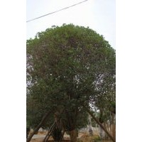 陜西西安桂花 櫻花 大葉女貞