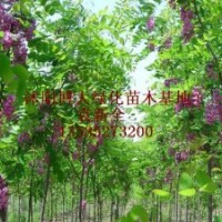 刺槐、香花槐、馬褂木、楓楊、苦楝、大葉女貞、香樟