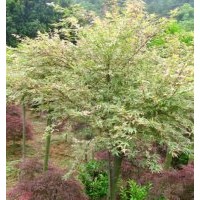 紅楓苗木商家 湖南嫁接紅楓商機(jī) 湖南嫁接紅楓資訊首選湖南綠化苗