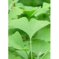 專供銀杏樹質(zhì)量優(yōu)，價格低無中介