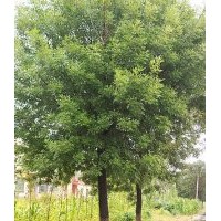 山東速生國(guó)槐,速生白蠟，速生法桐，合歡等各類(lèi)苗木。