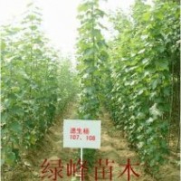 特供：107楊－毛白楊-速生法桐-春樹-垂柳-國(guó)槐－速生柳