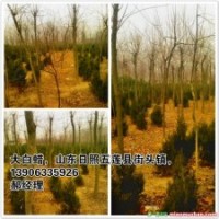 出售大白蠟，大國槐，法桐。