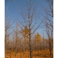 低價(jià)供應(yīng)銀杏樹，銀杏種子
