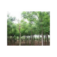 山東毛白楊,毛白楊價格,毛白楊基地,毛白楊規(guī)格價格