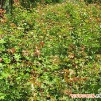 五角楓_五角楓價(jià)格_五角楓小苗—山西裕益綠化基地